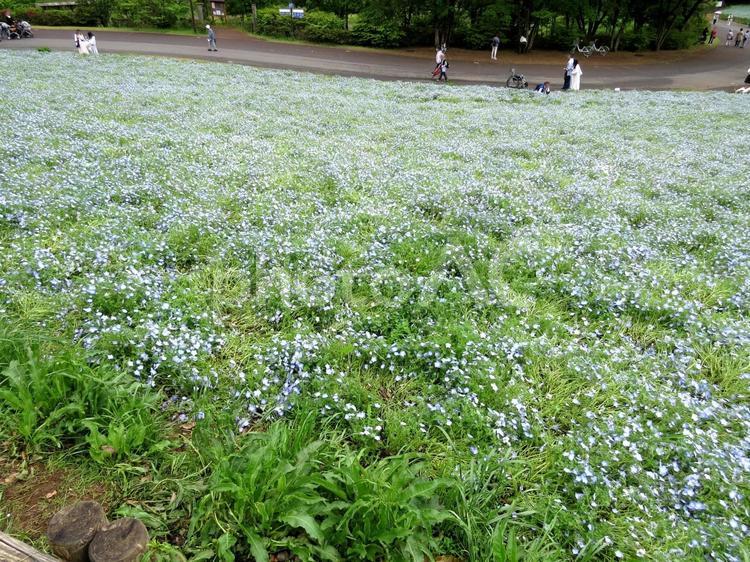 昭和記念公園　ネモフィラ ネモフィラ,花,昭和記念公園の写真素材