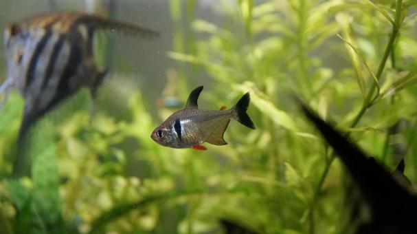 熱帯魚の写真