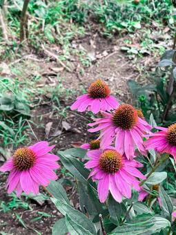 ピンクの花の写真