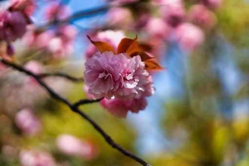 八重桜 八重桜の写真