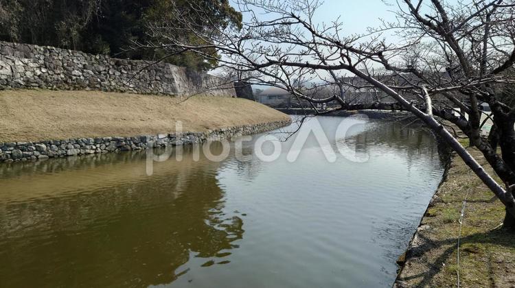 彦根城の堀 春,自然,反射の写真素材