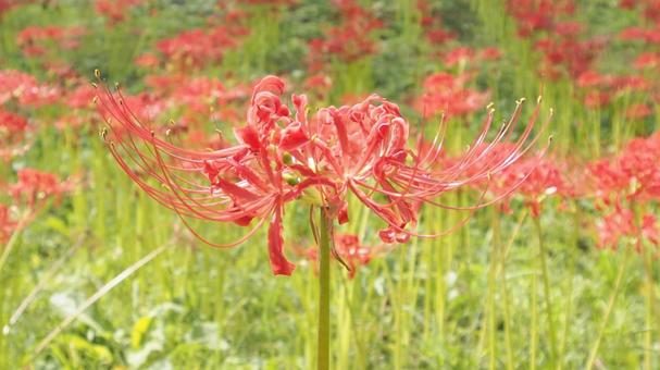曼珠沙華 曼珠沙華の写真