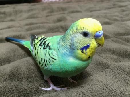 セキセイインコのペコちゃん セキセイインコのペコちゃんの写真