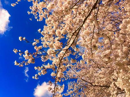 Cherry blossoms and blue sky, wood, branch, the season, JPG