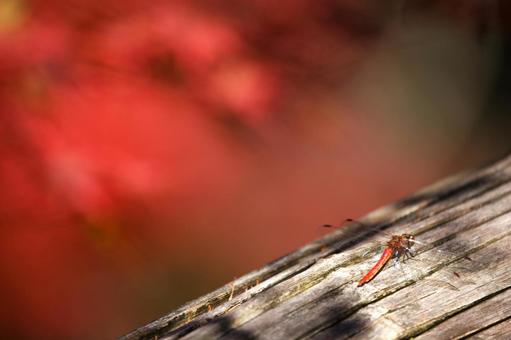 赤トンボ 2013の写真