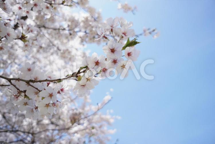 見上げた春の淡いサクラ② 桜,木,ルーズの写真素材