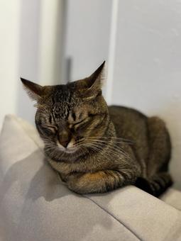 ソファーの上のキジトラ キジトラ,猫,ネコの写真素材