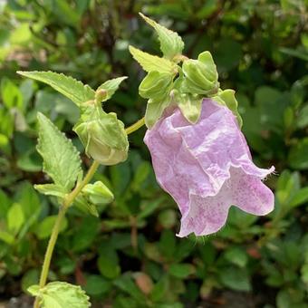 Bellflower Light Purple, JPG