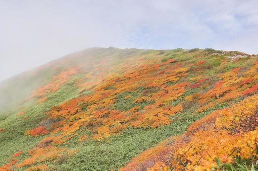 月山の山岳紅葉1 月山の山岳紅葉1の写真