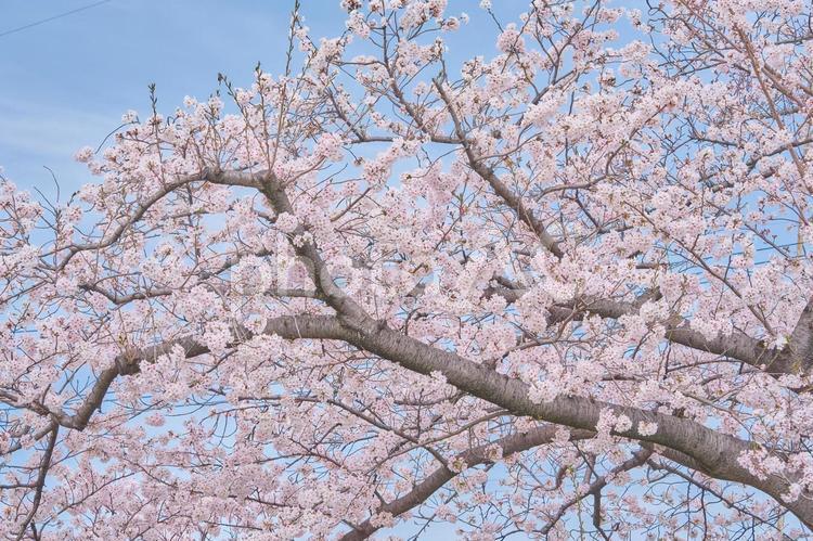 満開の美しい桜 桜,ソメイヨシノ,花の写真素材