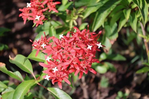 赤い花びらのサンタンカの花のアップ 赤い花びらのサンタンカの花のアップ 赤い,花びら,サンタンカの写真素材