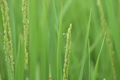 朝の数時間しか咲かない小さな稲の花 稲,稲穂,花の写真素材