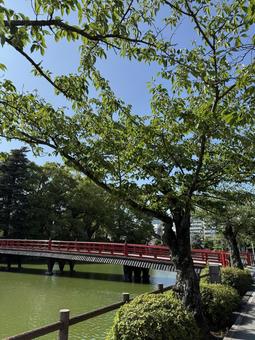 朱色の橋 朱色の橋 橋,空,夏の写真素材