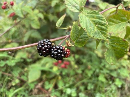 Photo, blackberry, fruits, fruit, 