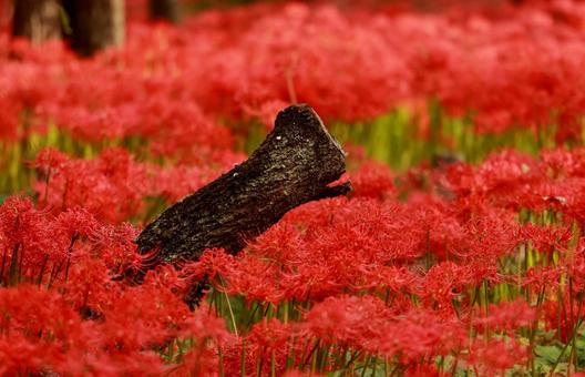 曼殊沙華 曼殊沙華の写真
