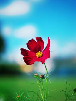 青空を背景に咲く赤いコスモスの花 青空を背景に咲く赤いコスモスの花 コスモス,秋桜,赤いコスモスの写真素材