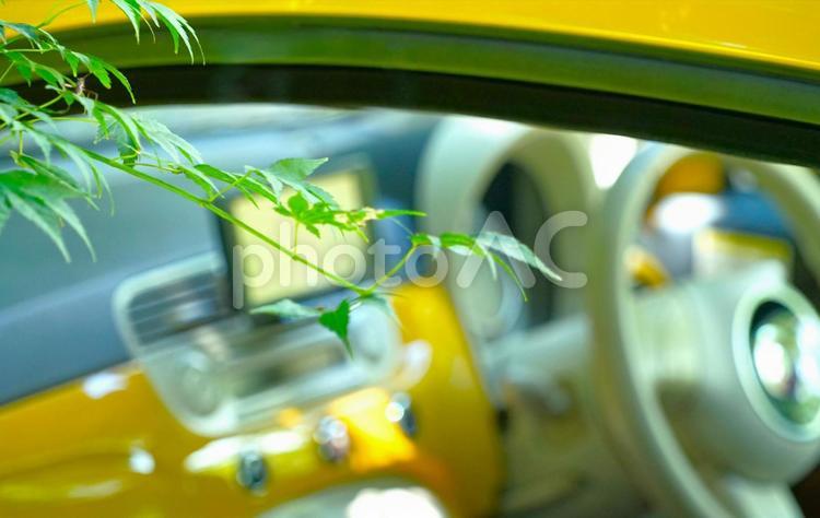 木陰のイタ車と青もみじ③ 車,紅葉,木陰の写真素材