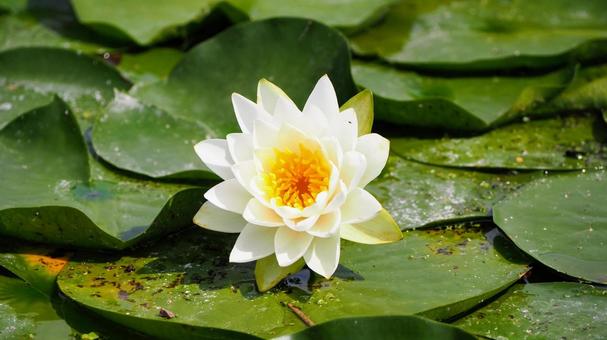 Summer Mizumoto Park, white water lilies blooming in the pond, Katsushika Ward, JPG Summer Mizumoto Park, white water lilies blooming in the pond, Katsushika Ward, JPG