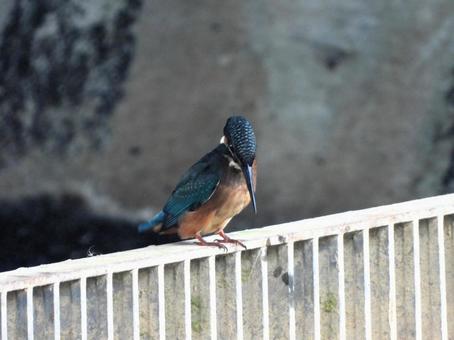 排水口のフェンスにとまるカワセミの幼鳥3 排水口のフェンスにとまるカワセミの幼鳥3 カワセミ,鳥,鳥類の写真素材