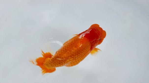 【魚の写真】らんちう(金魚) 【魚の写真】らんちう(金魚) ペット,水槽,魚の写真素材