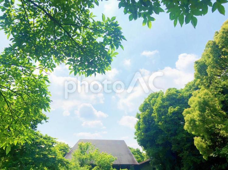 東京港野鳥公園の素敵な建物と青空 東京港野鳥公園,建物,青空の写真素材