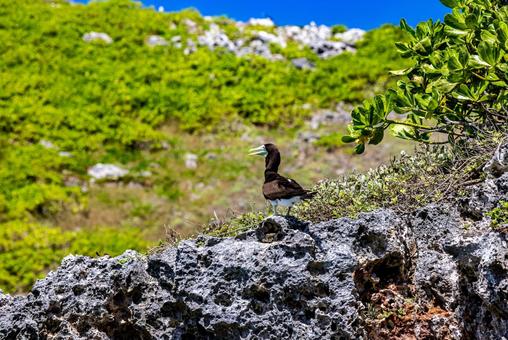 小笠原諸島・南島 カツオドリ 小笠原諸島・南島 カツオドリ カツオドリ,鳥,南島の写真素材