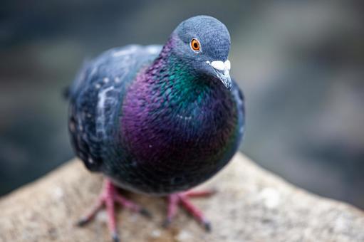 Close-up of a pigeon, JPG Close-up of a pigeon, JPG