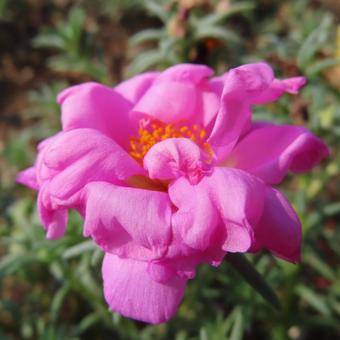マツバボタン（松葉牡丹） マツバボタン,松葉牡丹,花の写真素材
