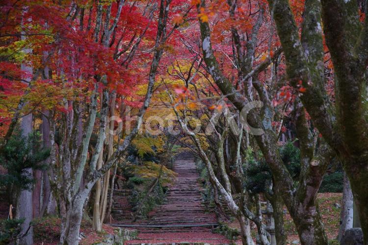 もみじの絨毯 紅葉,赤,秋の写真素材