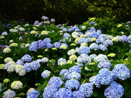 Hydrangea, JPG Hydrangea, JPG