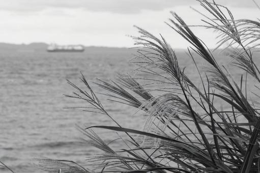 波立つ海 海辺,風,穂の写真素材