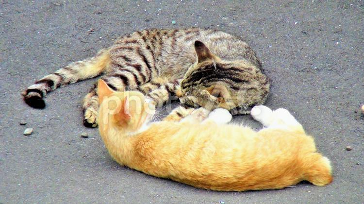 勾玉のような猫 福岡,島,相島の写真素材