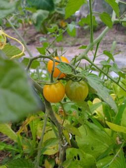 ミニトマト ミニトマト 新鮮野菜,畑,野菜の写真素材