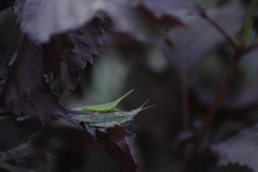Piggyback Grasshopper, JPG Piggyback Grasshopper, JPG