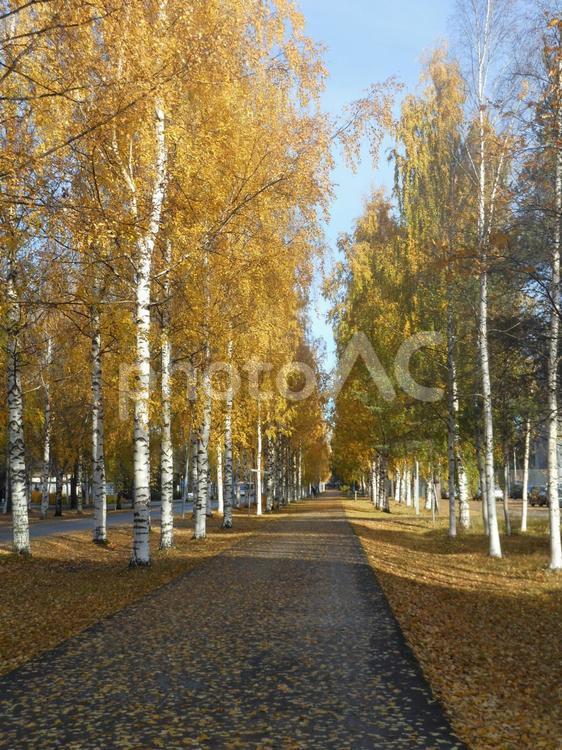 紅葉した街路樹２ 秋,紅葉,海外の写真素材