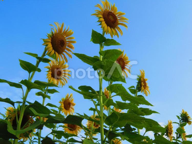 ７月下旬のひまわり畑 背景,ひまわり,花の写真素材