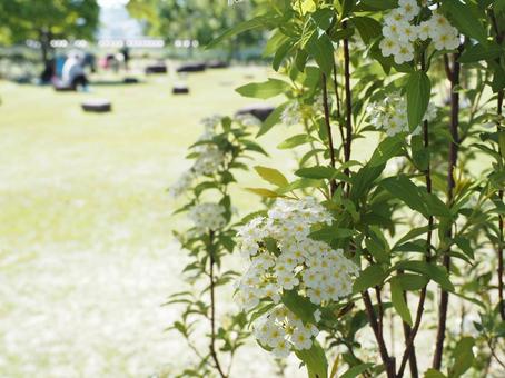公園に咲く花 白いコデマリ 公園に咲く花 白いコデマリの写真