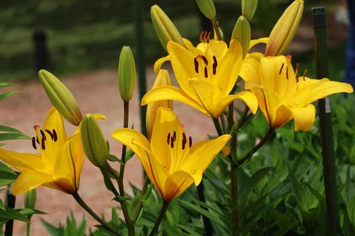 黄色の満開のユリの花のアップ 黄色,満開,ユリの写真素材