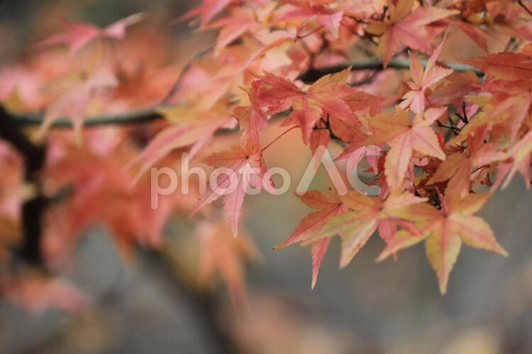 晩秋の紅葉の景色　１ 秋,紅葉,葉の写真素材