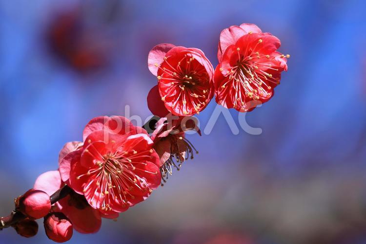 寒さに耐え気品よく咲く 梅,花,バラ科の植物の写真素材