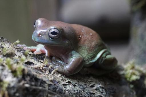 体感型カエル館 KawaZoo 体感型カエル館,kawazoo,かえるの写真素材