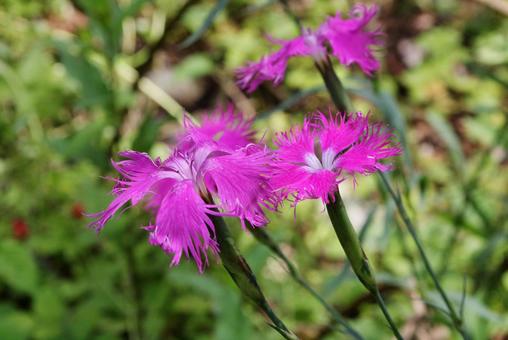 カワラナデシコ・河原撫子　咲く風景の写真