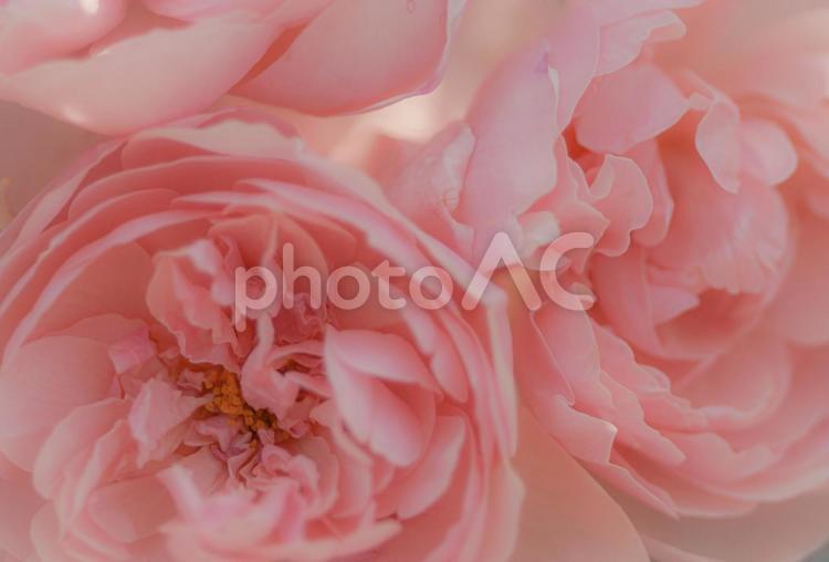 ふんわりピンクの薔薇の背景素材 薔薇,ピンク,ピンクの薔薇の写真素材
