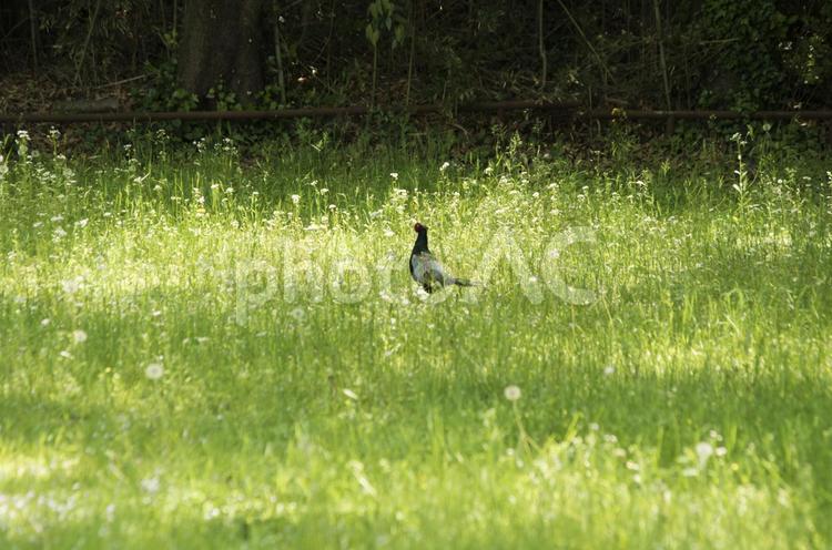 日だまりのキジ 雉,日向,鳥の写真素材