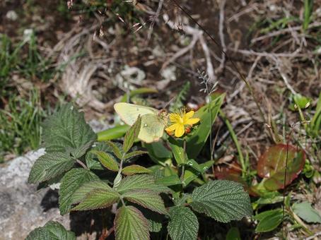 高山蝶・ミヤマモンキチョウ(湯の丸高原) 高山蝶・ミヤマモンキチョウ(湯の丸高原) ミヤマモンキチョウ,キチョウ,天然記念物の写真素材