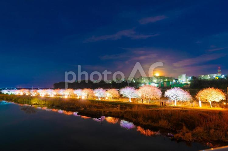 月夜のソメイヨシノのライトアップ 新川,ソメイヨシノ,夜桜の写真素材