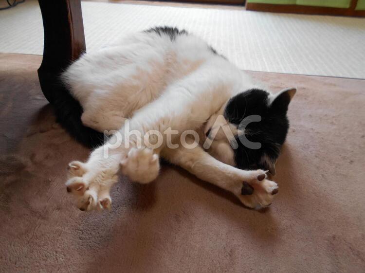 ゴロのくつろぎタイム いい気持,ねこ,のびのびの写真素材