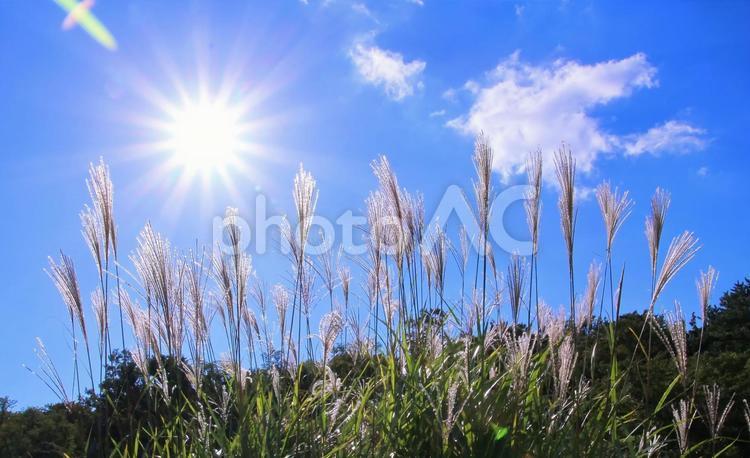 秋の風景・ススキと青空と太陽 秋,ススキ,ススキの穂の写真素材