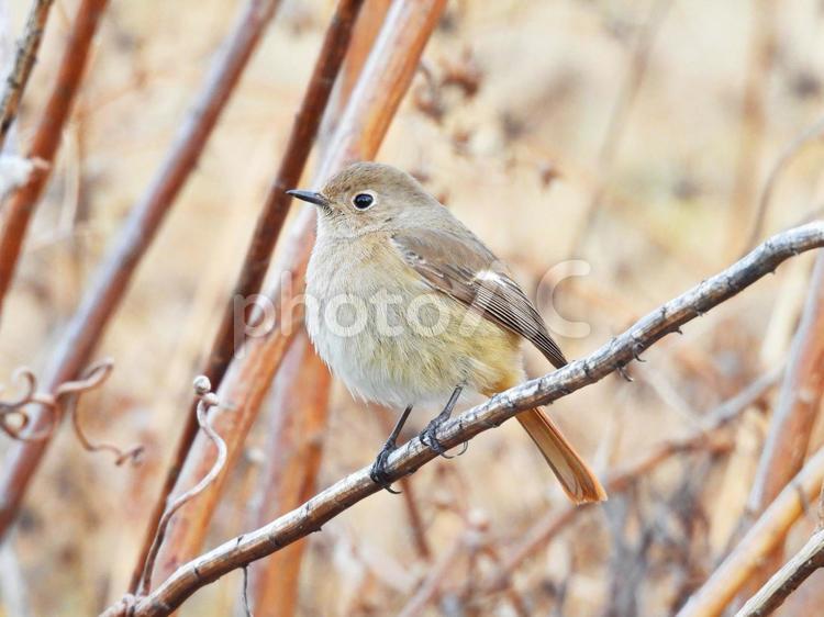 冬のジョウビタキ（メス） ジョウビタキ,メス,野鳥の写真素材