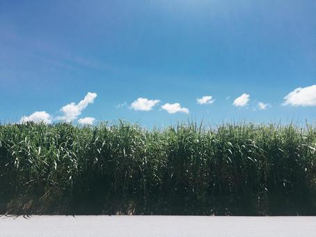 Photo, summer, blue sky, sky, 